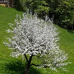 Scheuerbichl * Bischofswiesen