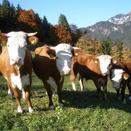 Scheuerbichl Farm stay *