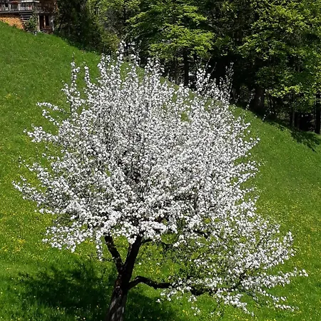 Scheuerbichl * Bischofswiesen