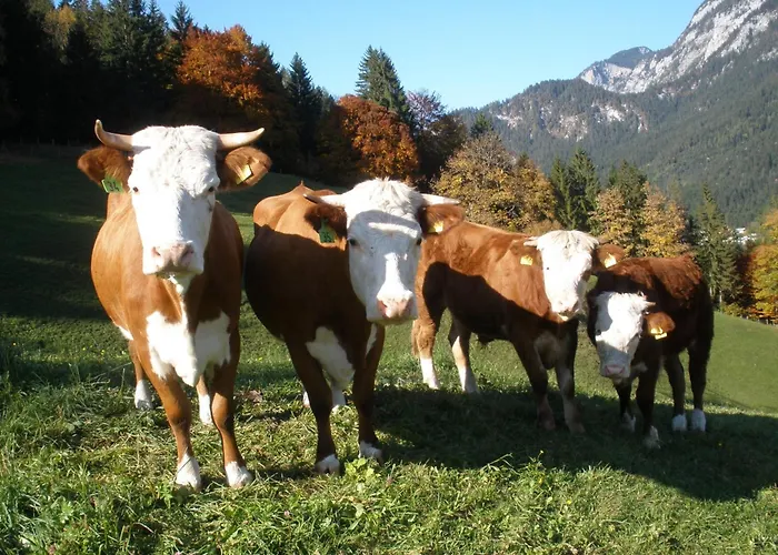 Scheuerbichl Gospodarstwo agroturystyczne *